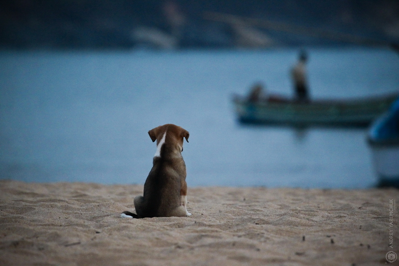 © Andrey Yaremchuk - waiting for