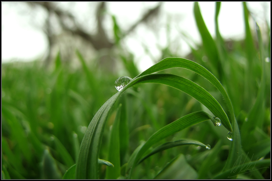 © Евгений Кратько - Spring has come...