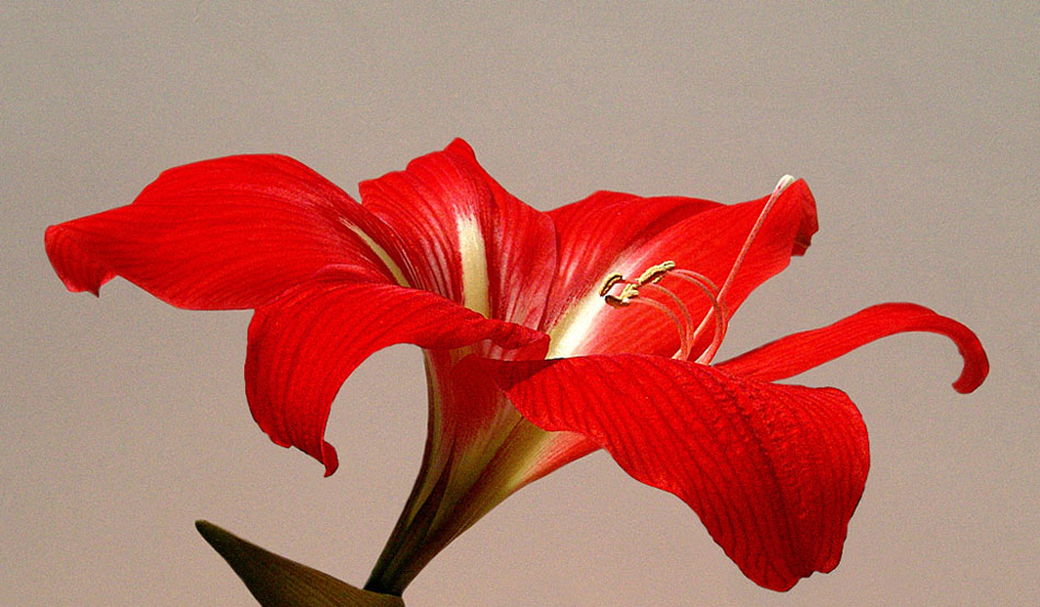 © Анатолий Семёнов - Гиппиаструм (Hippeastrum)