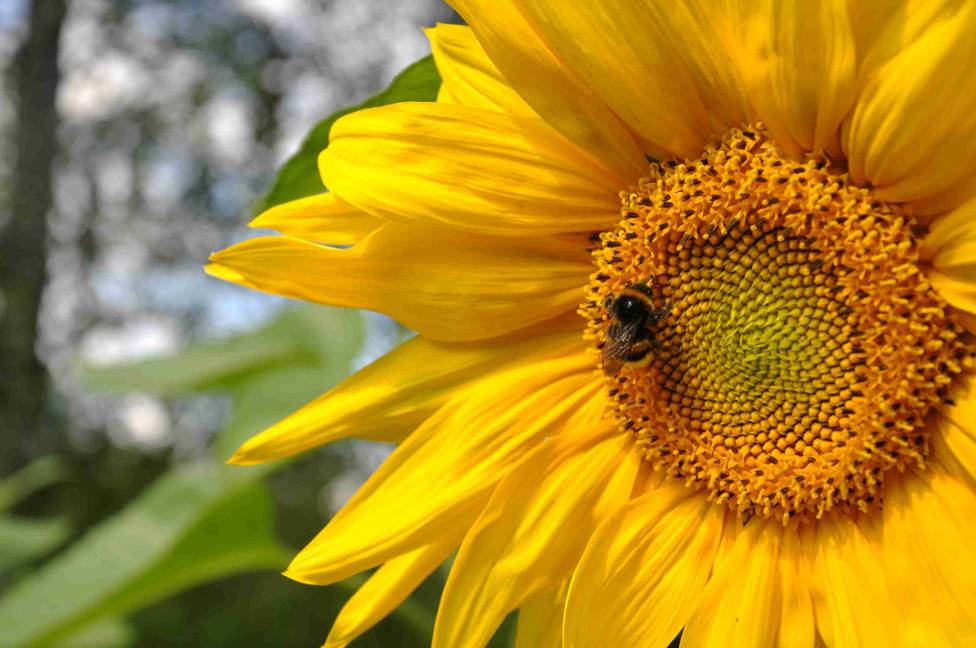 © Ivan Generalov - Sun Flower