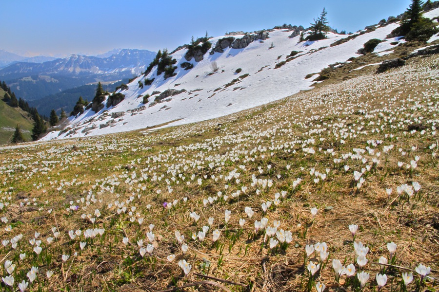 © Kate Velichko - where snow and flowers meet