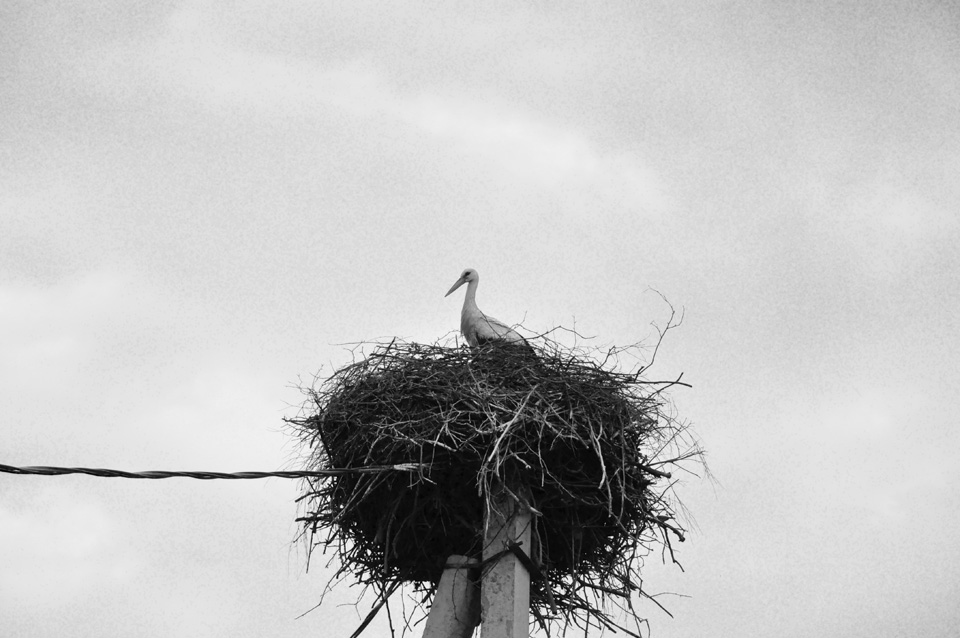 © Ivan Generalov - Stork