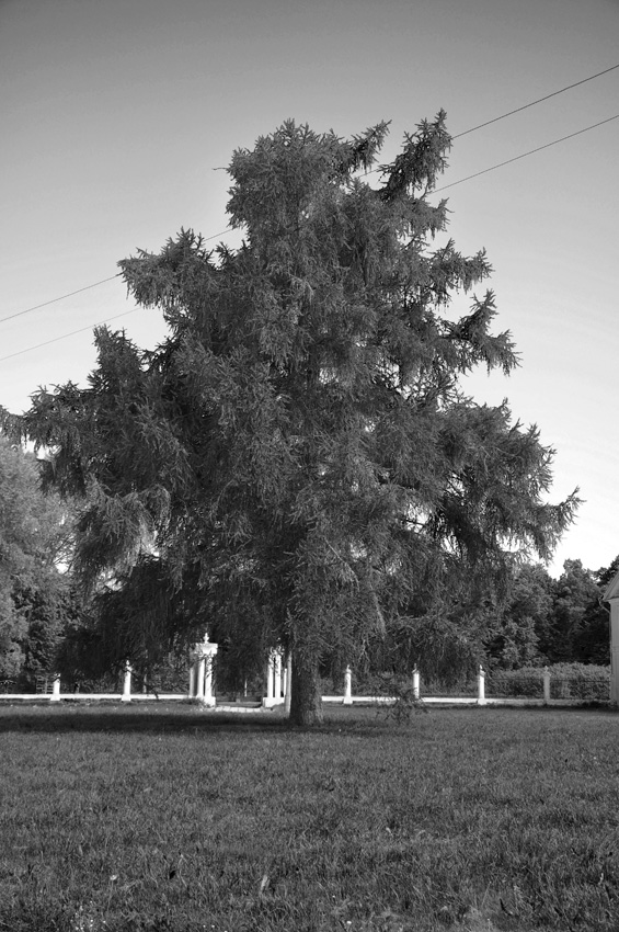 © Ivan Generalov - Old tree