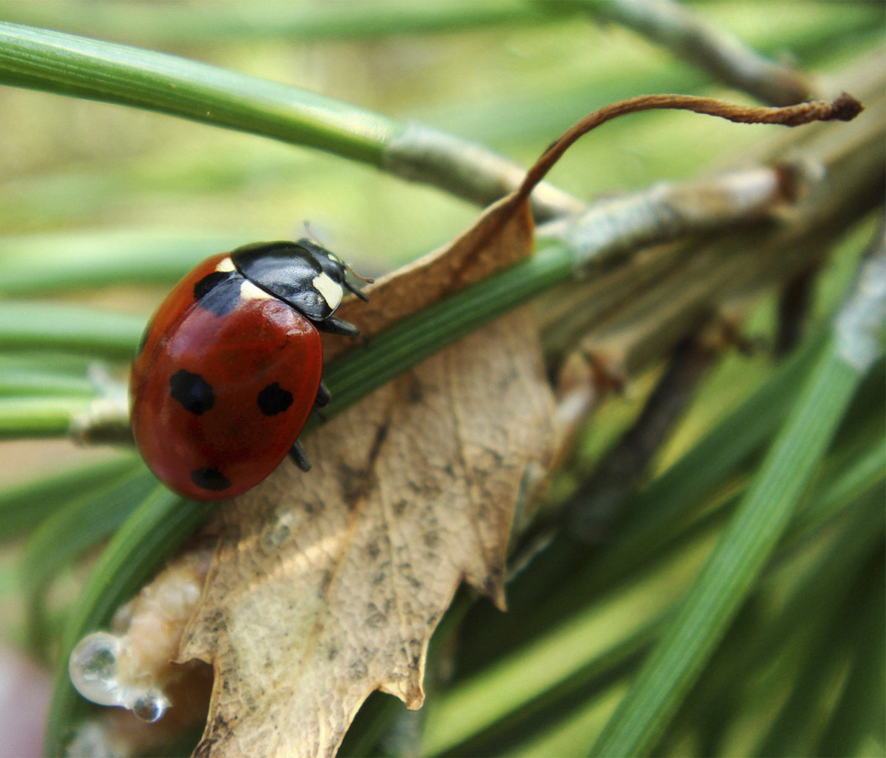 © Alex GJS - Ladybird