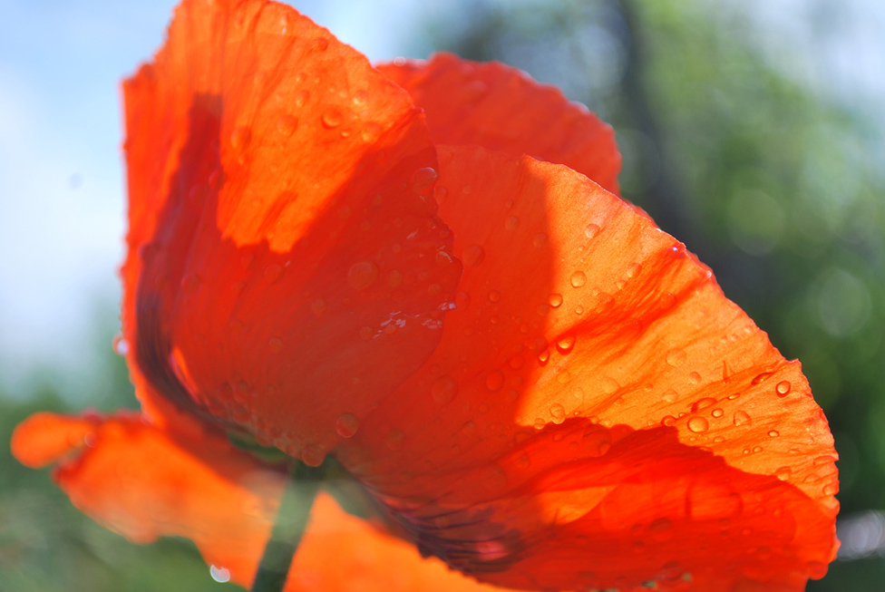 © Daria Fadeeva - poppy flower