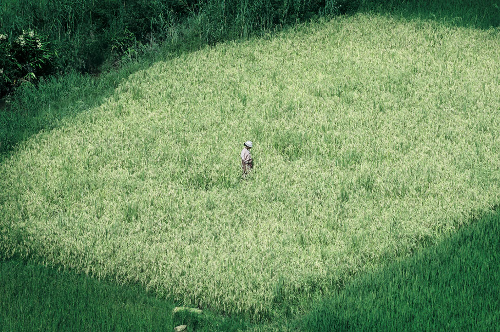 © Fabrice Boutin - Blue Africa - paddy field in Madagascar