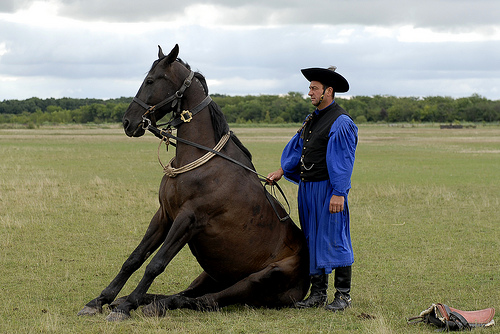 © wim r - sitting horse