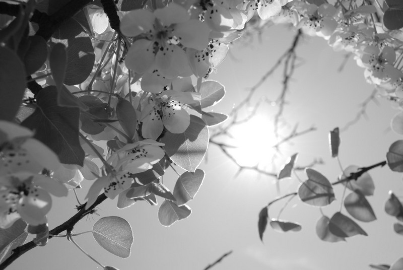 © Mgolombe - Spring sun through blossom