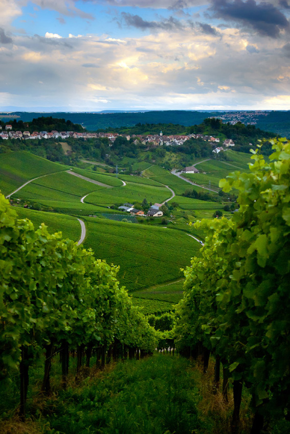 © Oleg Milyutin - Vineyard in the fall of Stuttgart