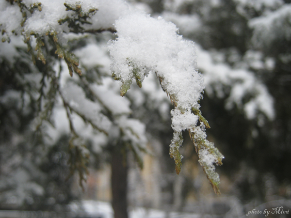 © Mimi Gasparyan - snow...