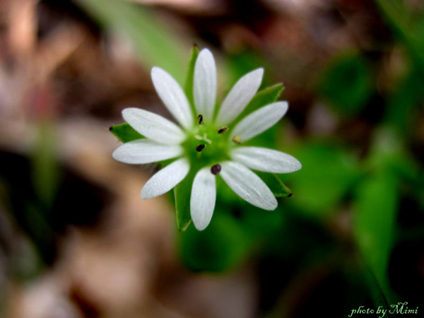 © Mimi Gasparyan - small beauty