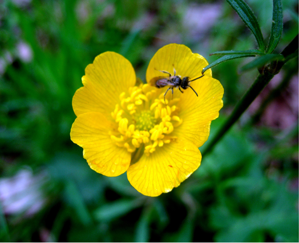 © Mimi Gasparyan - yellow one