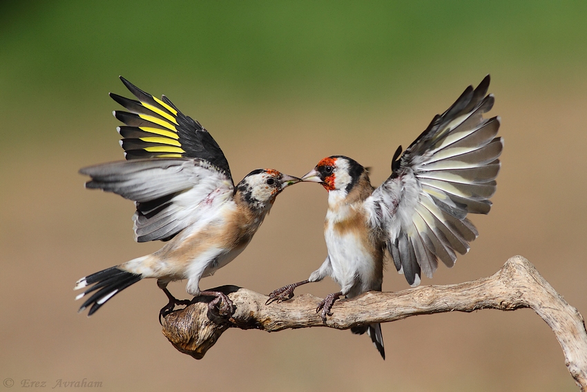 © erez avraham - goldfinch