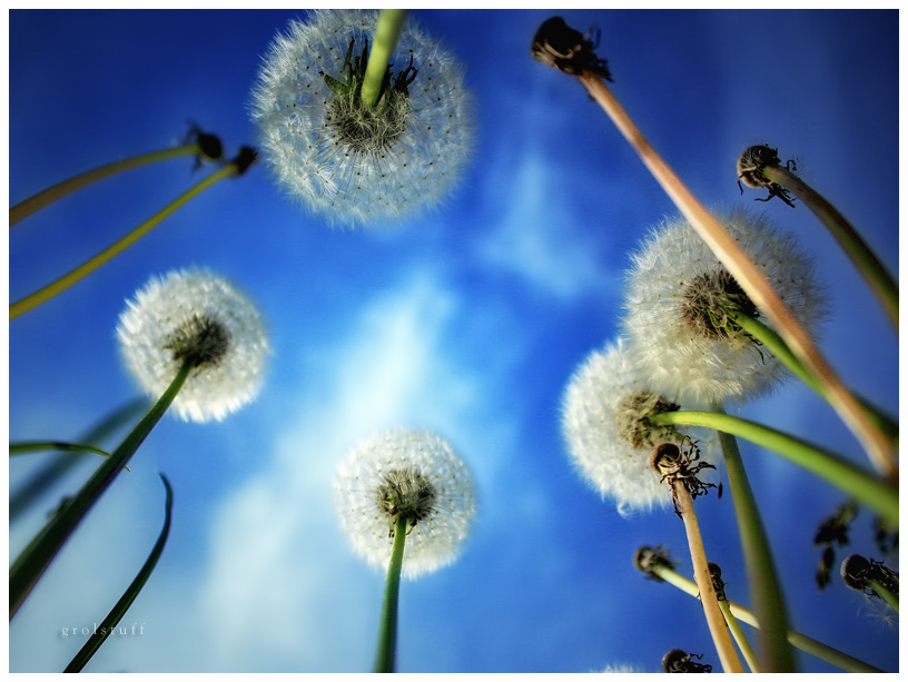 © Andrey Ermakov - dandelions