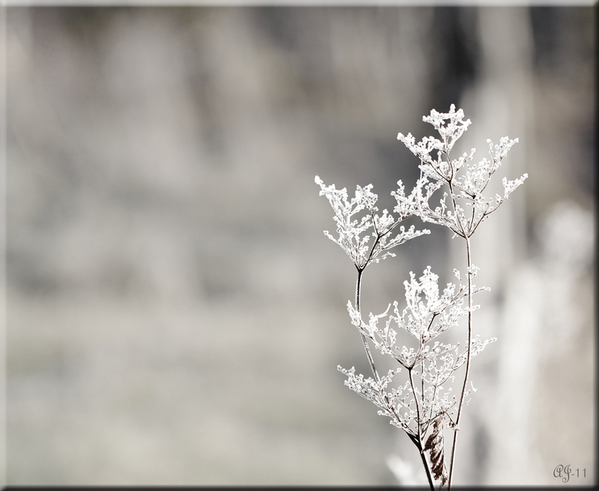 © Aina Jerstad - White Frost