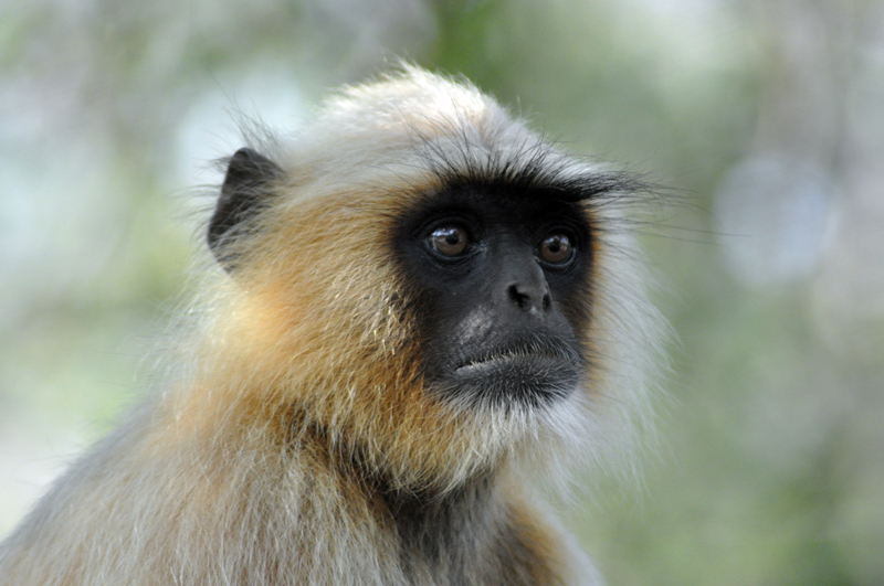 © Susheel Pandey - A Close Up Of Langur