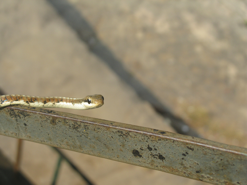 © Susheel Pandey - Can Snakes be Cute?