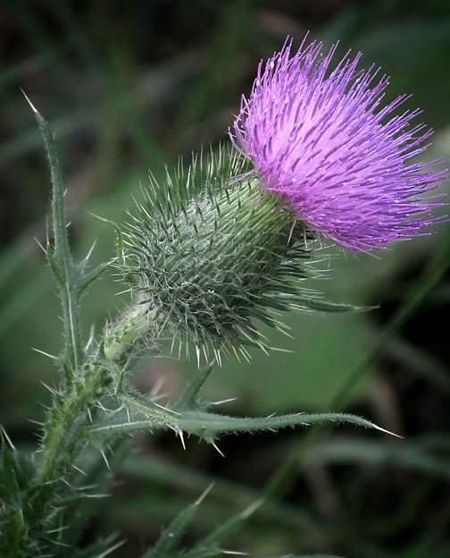 © Ken Wightman - Thistle in Ontario