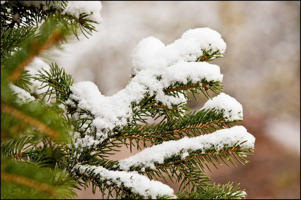 © Alexey PLAKHOTIN - The first snow