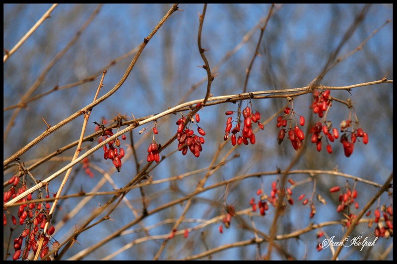 © Ireen Kolpak - Barberry