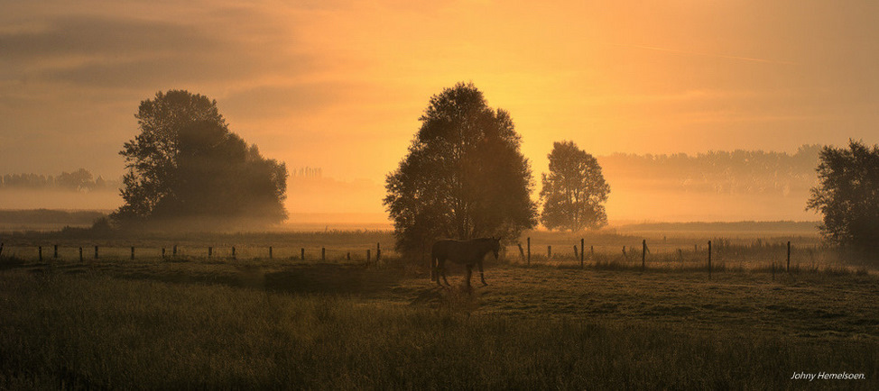 © johny hemelsoen - Golden morning.