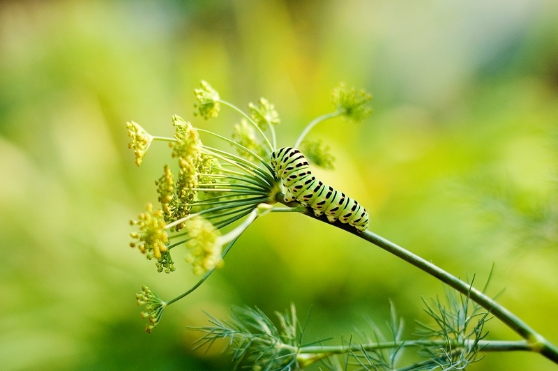 © Denis Chavkin - fennel and its inhabitants