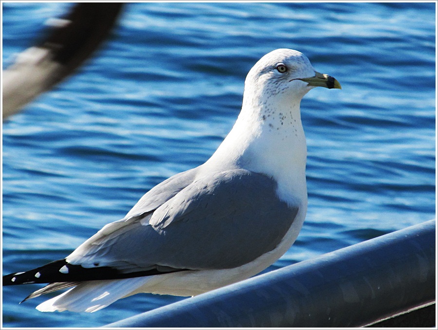 © Nina Gataulin - seagull