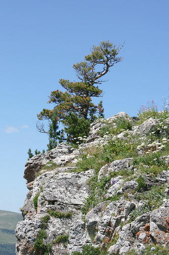 © Ireen Kolpak - Trees on the Rocks