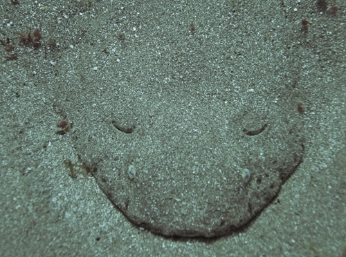 © Fedia Ordovsky - Angel shark (акула ангел)