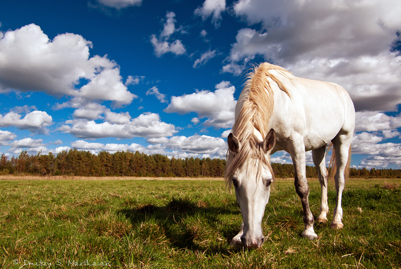 © Dmitry S. Marshavin - *