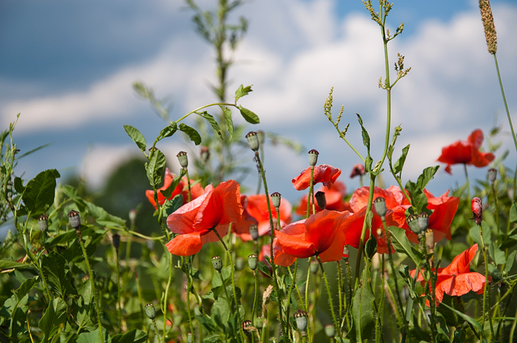 © Jerzy Maskiewicz - poppies