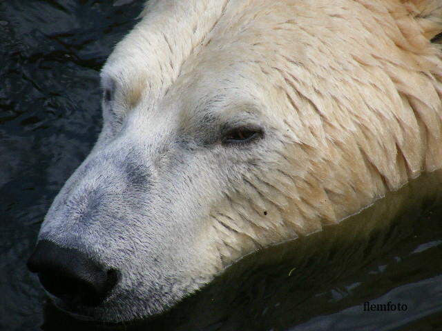 © flemming rasmussen - Polar bear