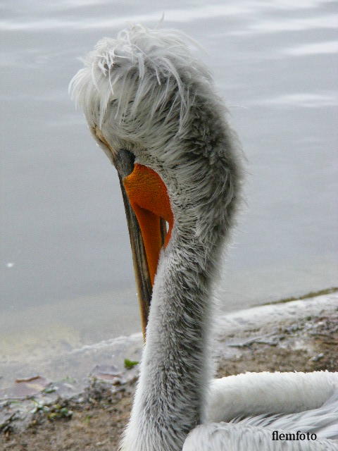 © flemming rasmussen - Big bird