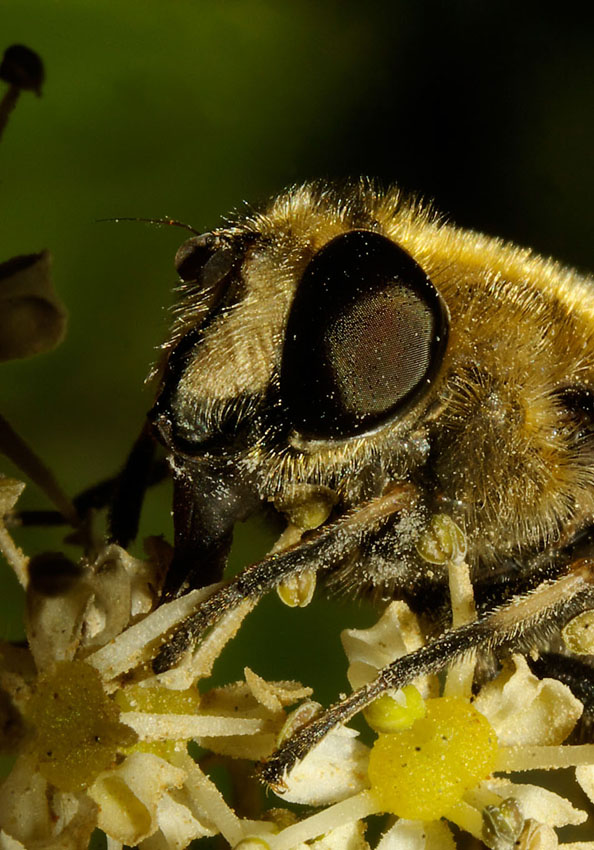 © Андрей Юст - Bee fly-2