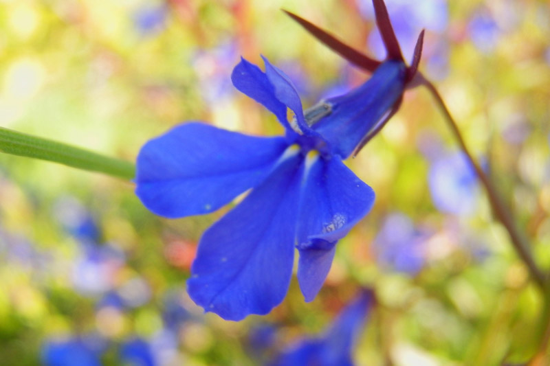 © Dmitry Korzhikov - flower