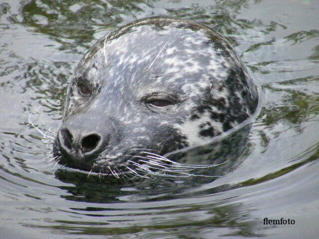 © flemming rasmussen - Seal