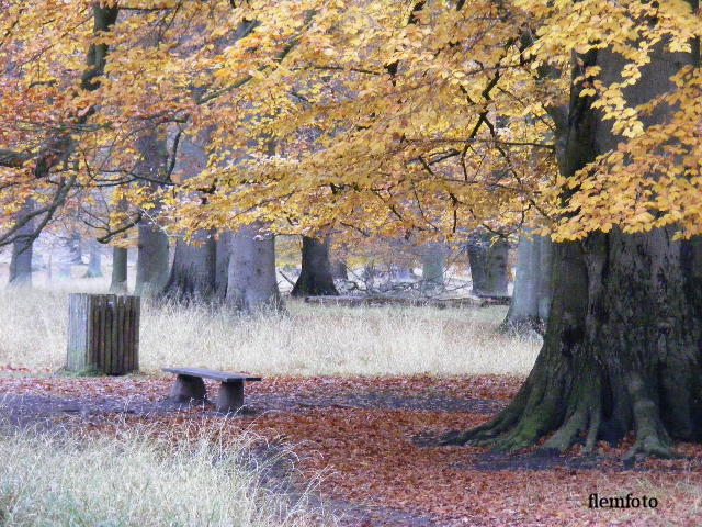 © flemming rasmussen - Autumn