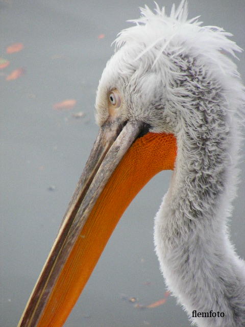 © flemming rasmussen - Bird