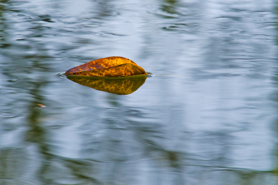 © Jerzy Maskiewicz - in the autumn