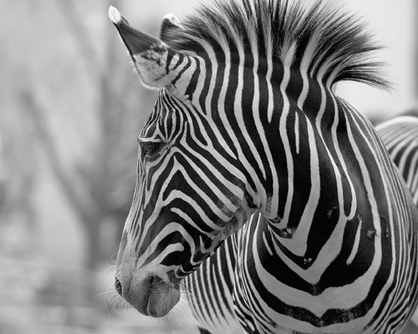 © Sergey Semyashkin - Zebra