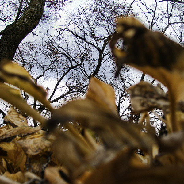 © Jean-Francois Dupuis - Leafs and tree