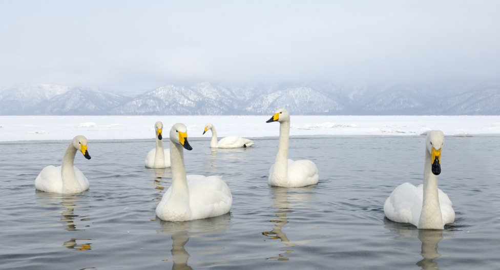 © Harry Eggens - Whooper Swans Territory