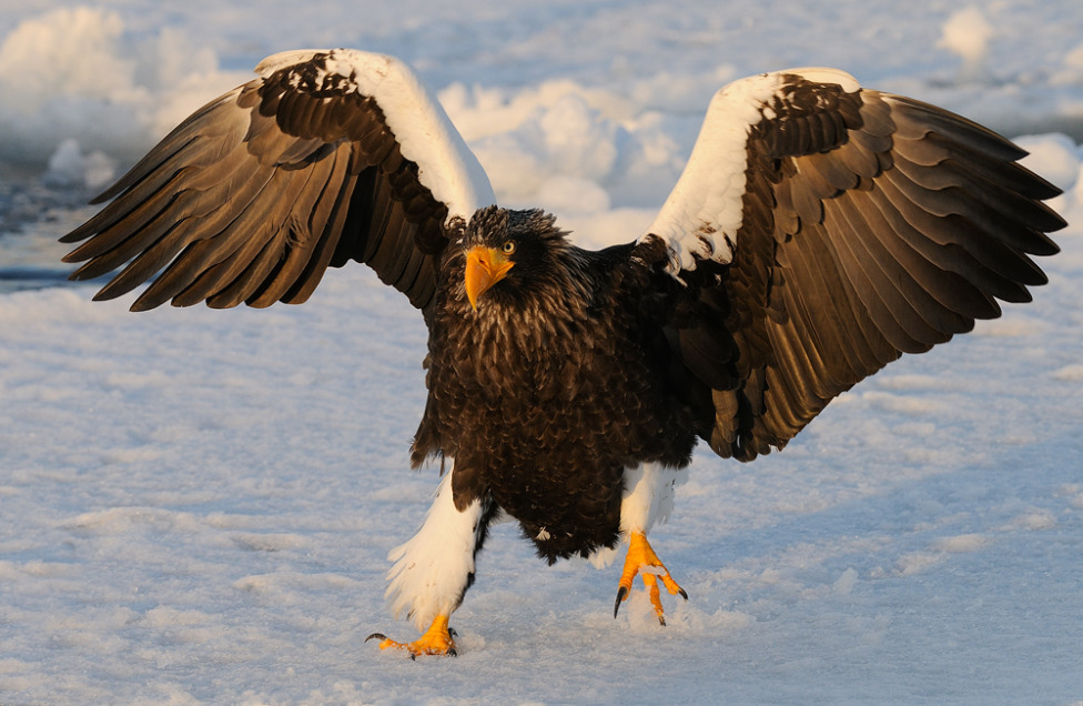 © Harry Eggens - Mean Looking Guy