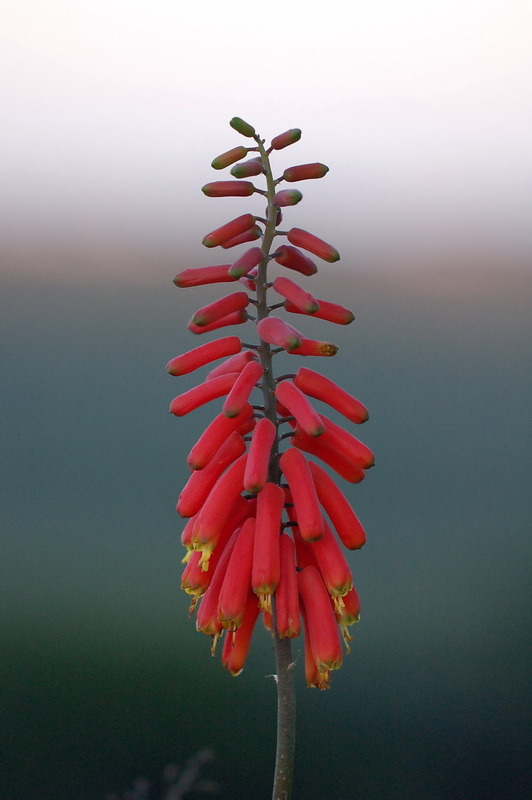 © Vladimir Khromov - flower aloe