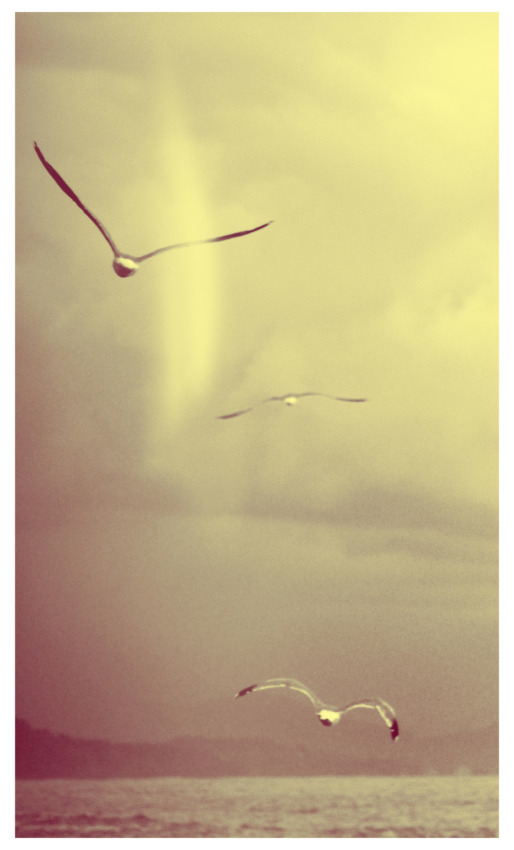 © Maria Zak - Gulls