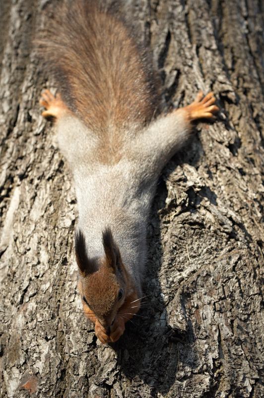 © Sergey Semyashkin - sunbathe and gnawed