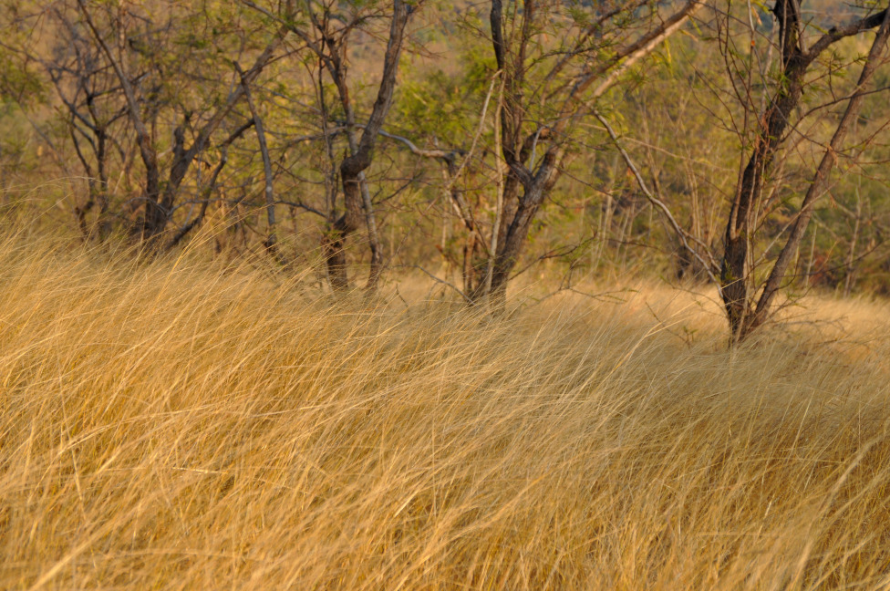 © Susheel Pandey - Hidden