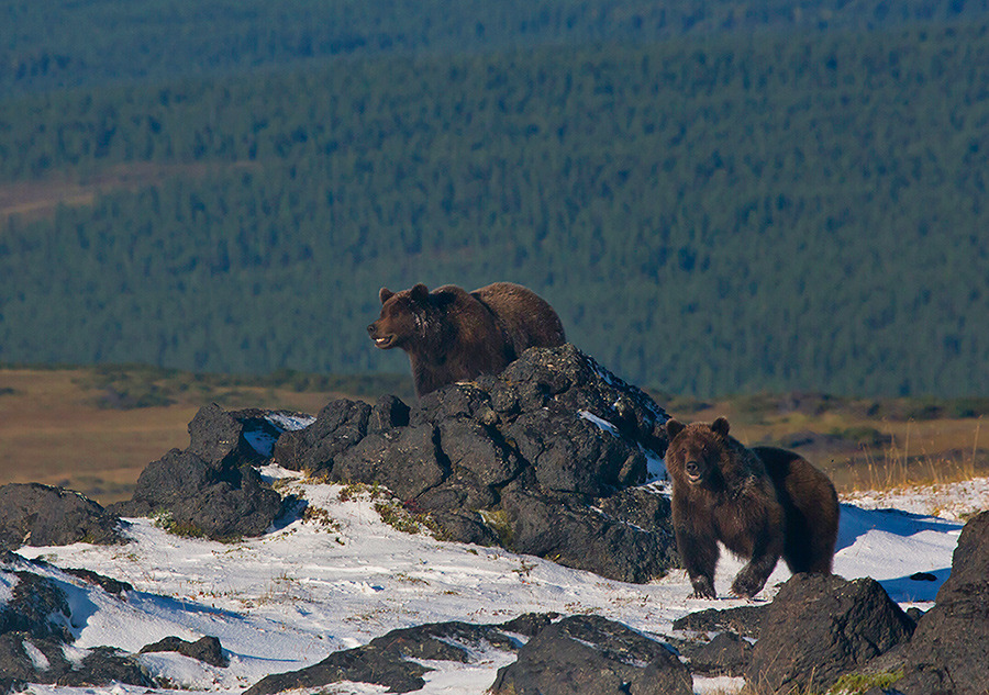 © Денис Будьков - Bears