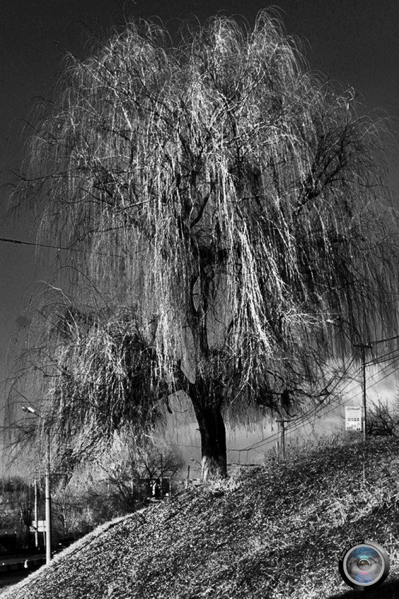 © Edgar Martirosyan - Lonely Sallow