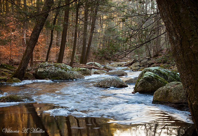 © Viktoria Mullin - Devil's Hopyard State Park Winter_0261, USA